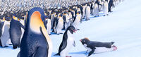 Carmen voiced by Sofia Vergara and Ramon voiced by Robin Williams in "Happy Feet Two."