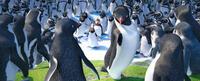 Carmen voiced by Sofia Vergara in "Happy Feet Two."