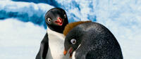 Carmen voiced by Sofia Vergara and Ramon voiced by Robin Williams in "Happy Feet Two."