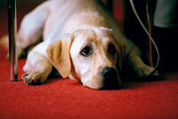 Quill in "Quill: The Life of a Guide Dog."
