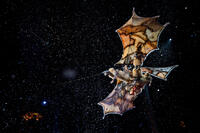 A scene from "Cirque du Soleil: Worlds Away."