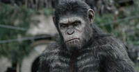 A scene from "Dawn of the Planet of the Apes."