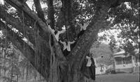 A scene from "Tabu."
