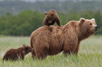 A scene from "Bears."