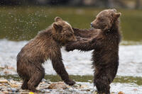 A scene from "Bears."