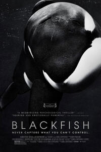 Poster art for "Blackfish."
