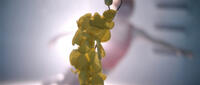 A scene from "Upstream Color."