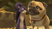 Surly voiced by Will Arnett and Precious the Pug voiced by Maya Rudolph in "The Nut Job."