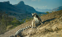 A scene from "Island of Lemurs: Madagascar."