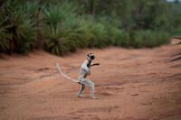A scene from "Island of Lemurs: Madagascar."