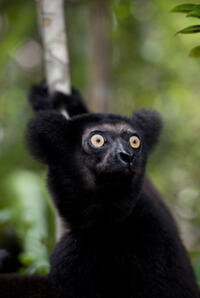A scene from "Island of Lemurs: Madagascar."