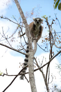 A scene from "Island of Lemurs: Madagascar."