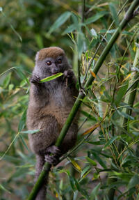A scene from "Island of Lemurs: Madagascar."