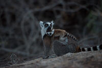 A scene from "Island of Lemurs: Madagascar."