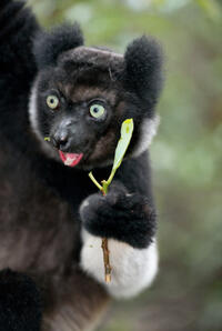 A scene from "Island of Lemurs: Madagascar."