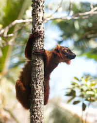 A scene from "Island of Lemurs: Madagascar."