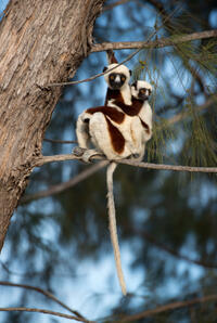 A scene from "Island of Lemurs: Madagascar."