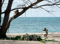 A scene from "Island of Lemurs: Madagascar."
