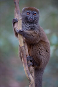 A scene from "Island of Lemurs: Madagascar."