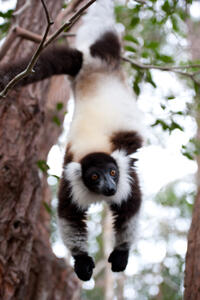 A scene from "Island of Lemurs: Madagascar."