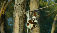 A scene from "Island of Lemurs: Madagascar."