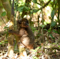 A scene from "Island of Lemurs: Madagascar."