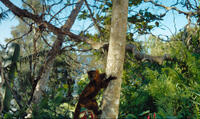 A scene from "Island of Lemurs: Madagascar."