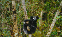 A scene from "Island of Lemurs: Madagascar."