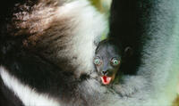 A scene from "Island of Lemurs: Madagascar."