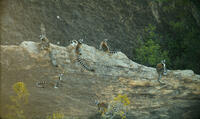 A scene from "Island of Lemurs: Madagascar."