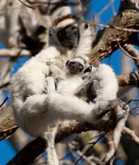 A scene from "Island of Lemurs: Madagascar."