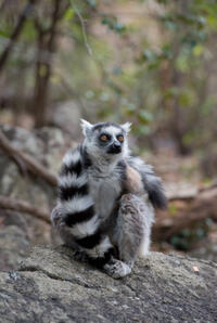 A scene from "Island of Lemurs: Madagascar."