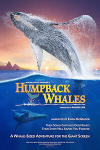 Humpback Whales poster