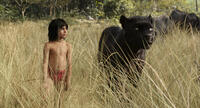 A scene from " The Jungle Book."