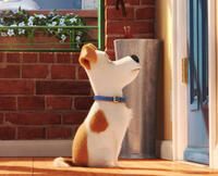 Check out the photos from "The Secret Life of Pets"