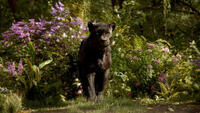 A scene from "The Jungle Book."