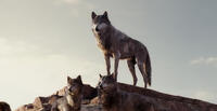 A scene from "The Jungle Book."