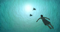A scene from "The Red Turtle."