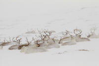 A scene from "Seasons."