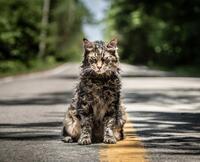 Check out these photos for "Pet Sematary"