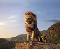 Check out these photos for "The Lion King"
