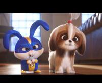 Check out these photos for "The Secret Life Of Pets 2"