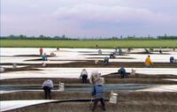 A scene from "Our Daily Bread."
