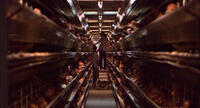 A scene from "Our Daily Bread."