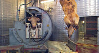 A scene from "Our Daily Bread."