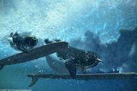 A scene from "Surf's Up."