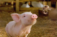 Dominic Scott Kay voices Wilbur (left) and Julia Roberts voices Charlotte (right) in "Charlotte's Web."