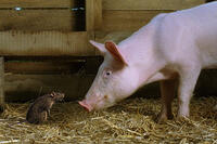 Templeton (voice of Steve Buscemi) and Wilbur (voice of Dominic Scott Kay) in "Charlotte's Web."