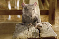 Templeton (voice of Steve Buscemi) and Charlotte (voice of Julia Roberts) have a mouse-to-spider chat. 