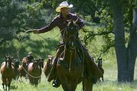 A scene from "Flicka."